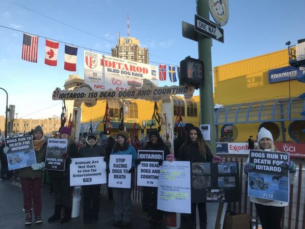 peta protesters at the start of the 2019 iditarod