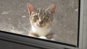 stray cat outside