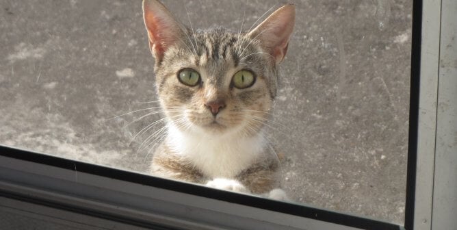 stray cat outside