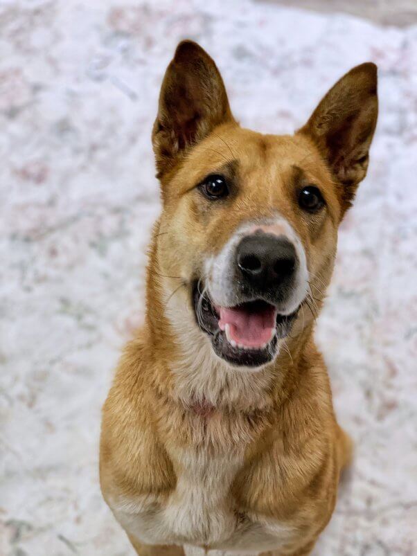 Close-up portrait of Miley, a dog rescued by PETA