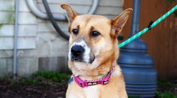 Miley, a dog rescued by PETA, outside on a leash