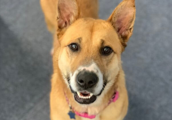 Rescued dog Miley smiles for the camera