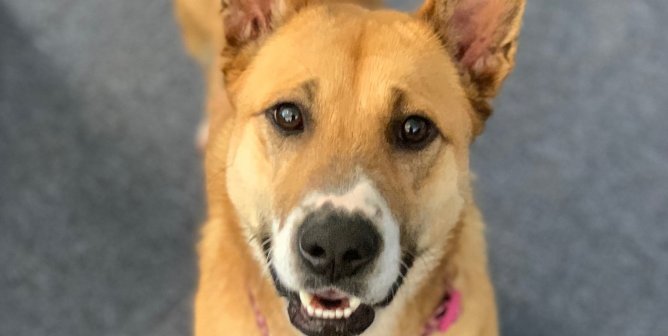 Are You a Prepared Guardian? Microchips Are Important for Animal Safety