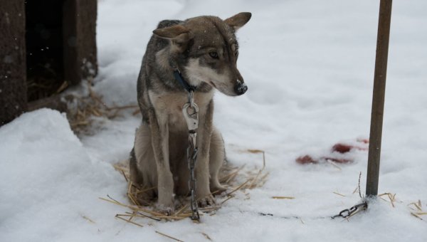 Princess Cruises Is Exploiting Vulnerable Puppies—Urge It to Stop Now!