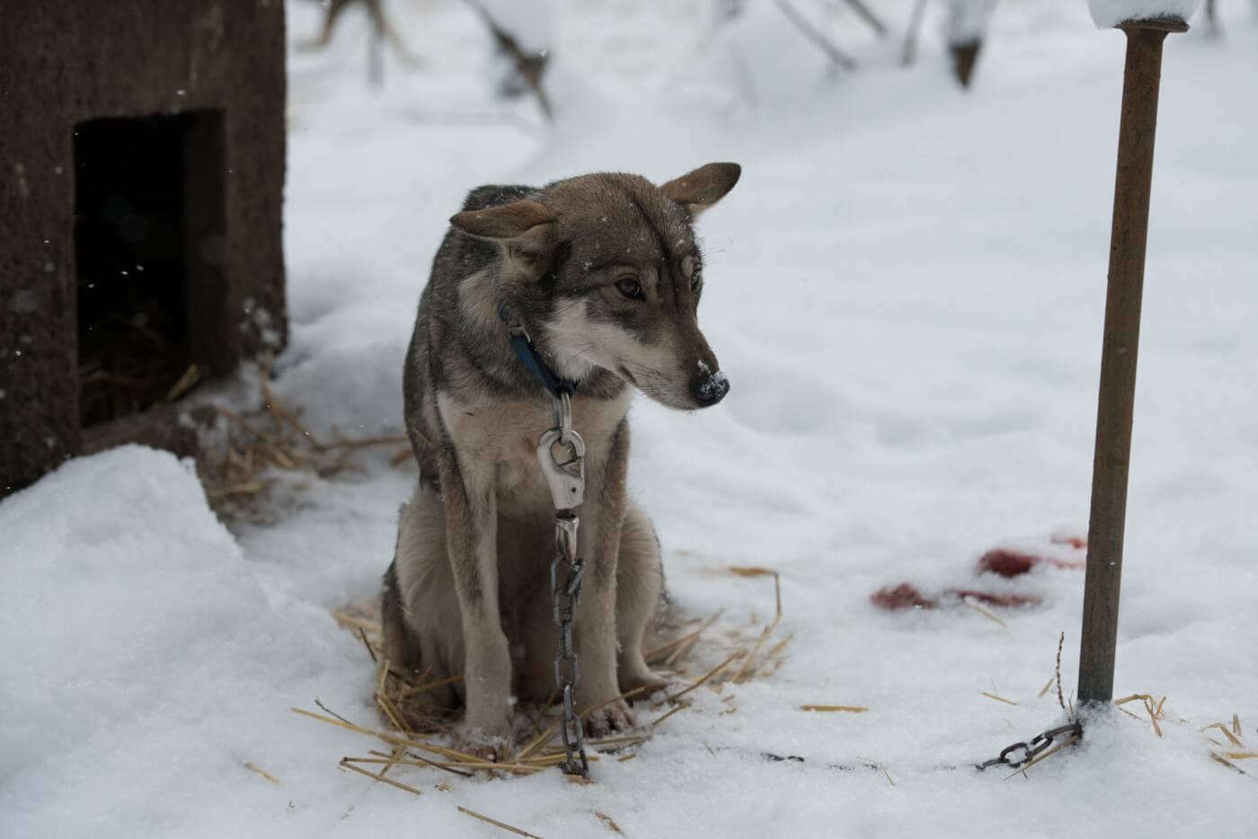 23 Quotes That Prove How Messed Up Dog Sledding Is | PETA