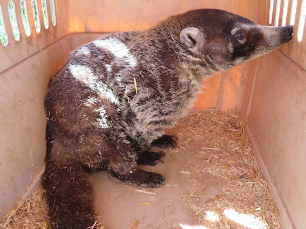 a coati at The Camel Farm roadside zoo