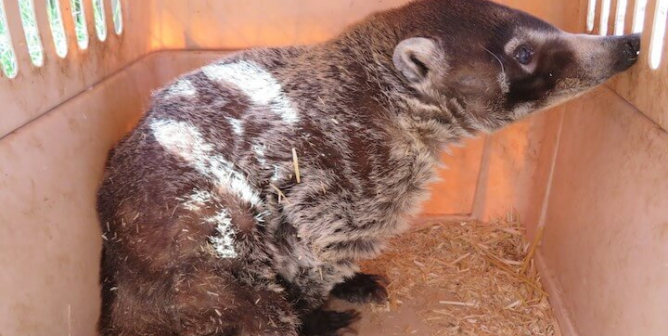 a coati at The Camel Farm roadside zoo