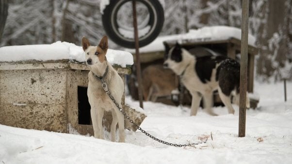 Dogs Chained to Boxes