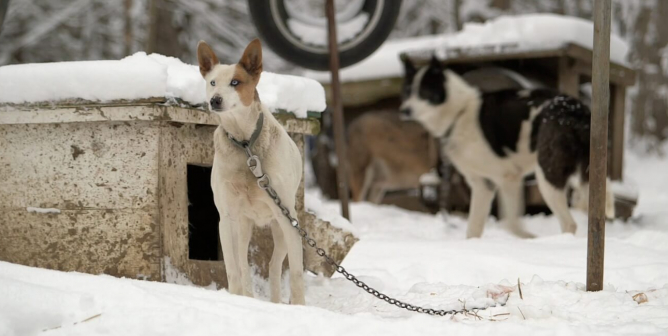 Dogs Chained to Boxes