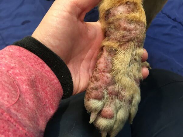 Dog paw with severe damage from living in flooded pen