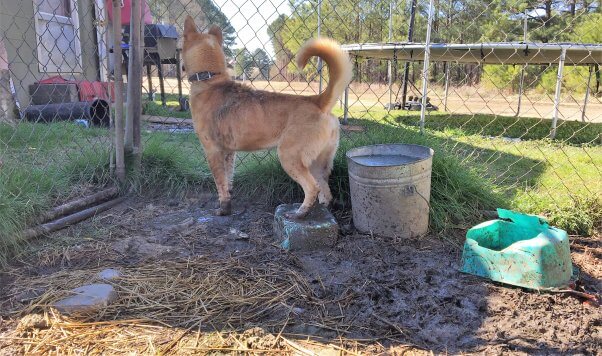 Dog perching on food bowls to keep her infected feet out of flood
