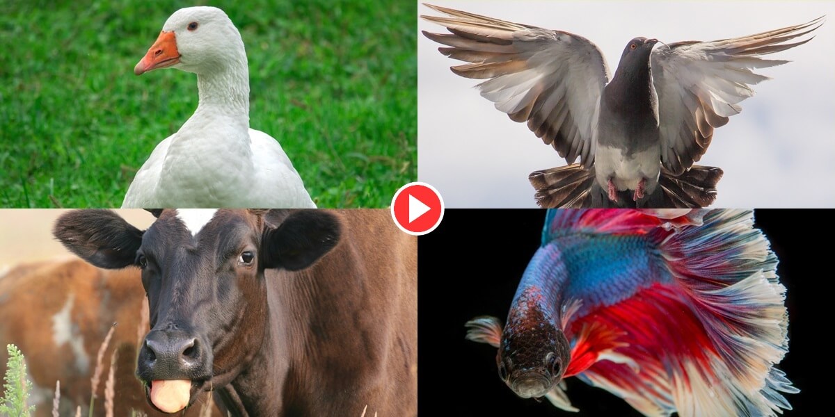 You and PETA Made Historic Wins for Animals This February PETA