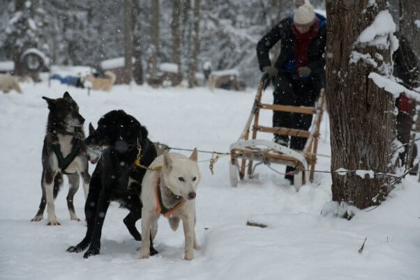 Dogs being used to pull a sled for the Iditarod. CGI should cut ties with the Iditarod.