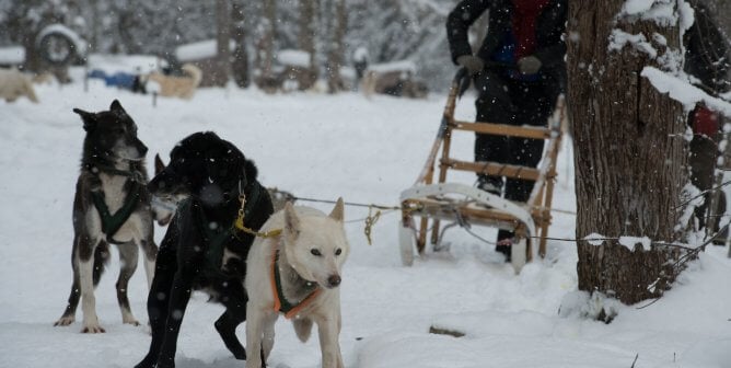 Dogs being used to pull a sled for the Iditarod.