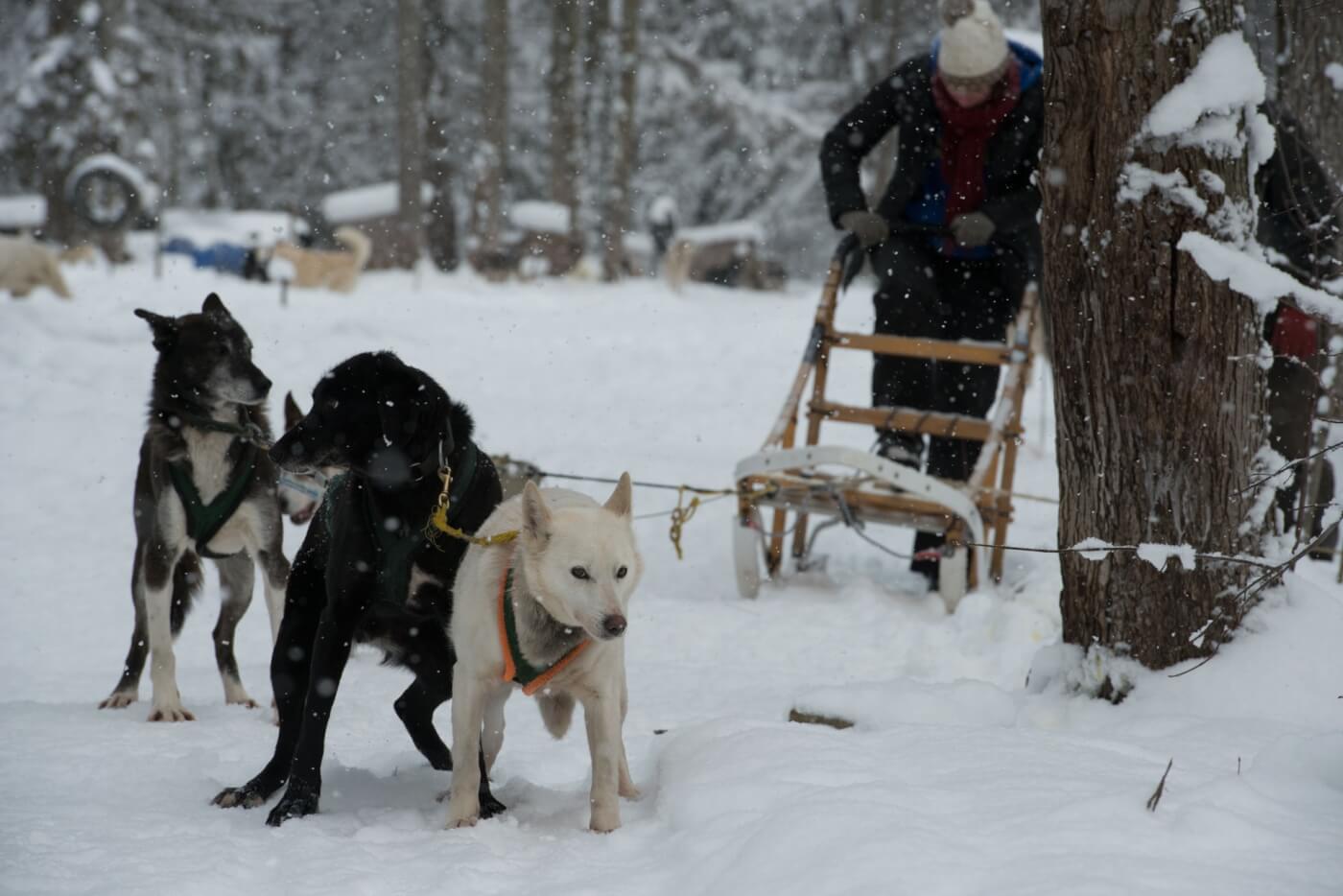 Dogs being used to pull a sled for the Iditarod.