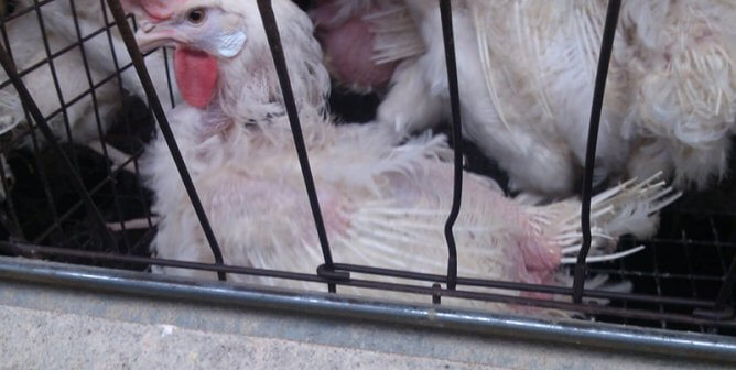 chickens with missing feathers on egg farm