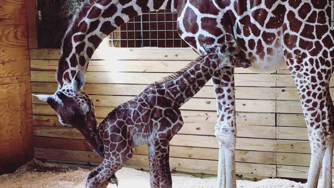 Update Another Captive Calf Born To April The Giraffe Peta