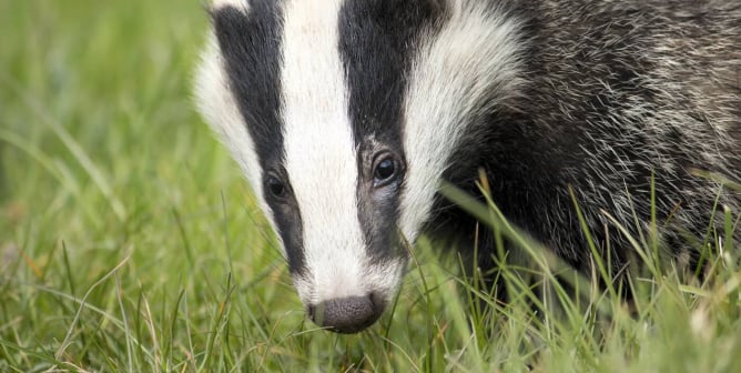 Loreal group bans Badger and all animal hair
