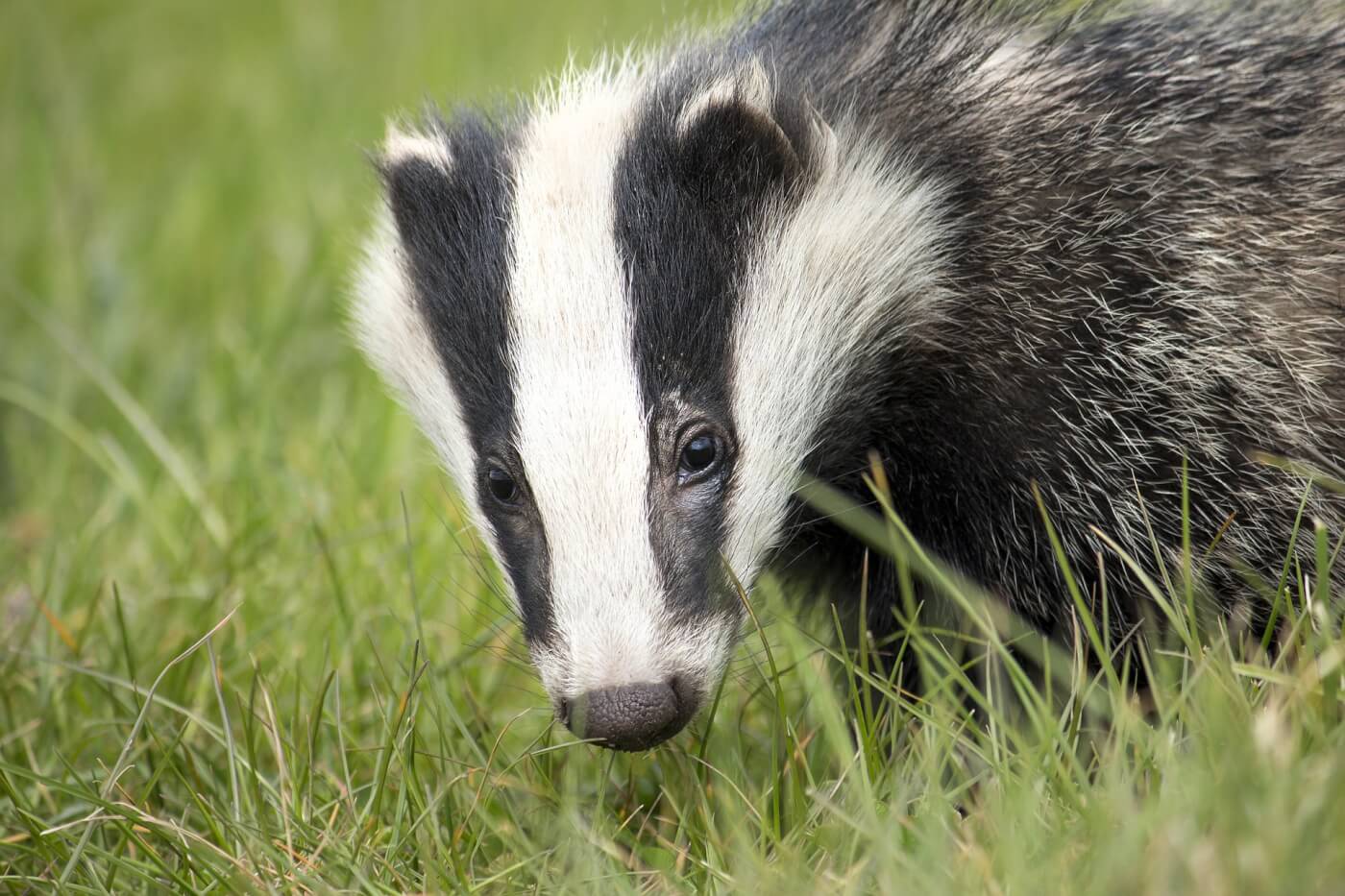 These 7 Cool Facts Show the Secret Lives of Badgers | PETA