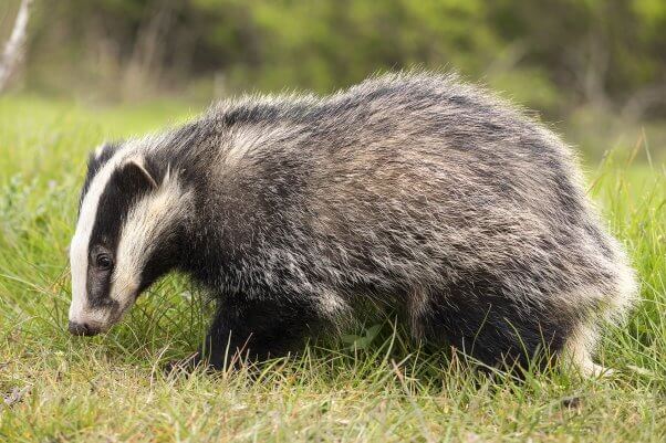 Badger