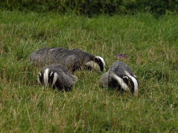 Badgers