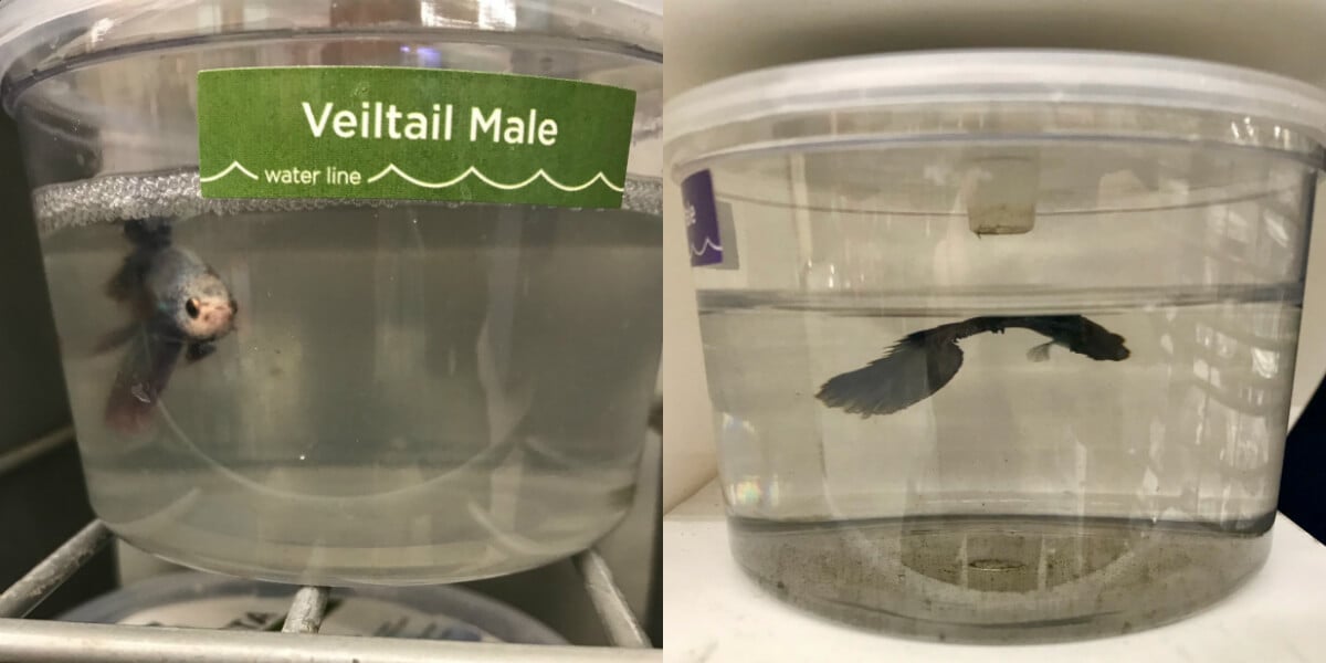 Betta Fish at Petco Need Your Help—Send Photos!