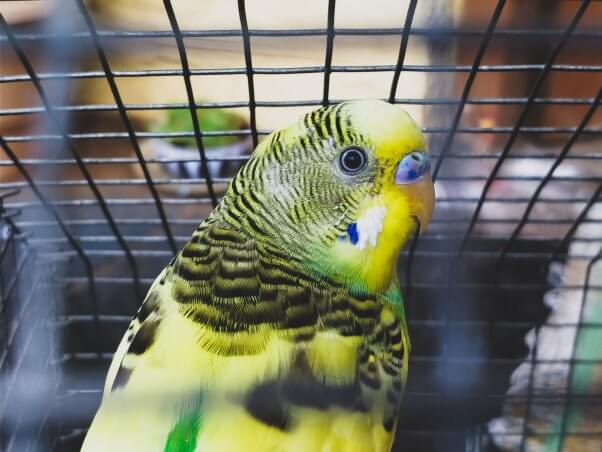 Bird in cage