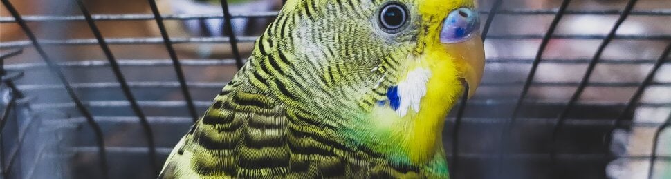 Bird in cage