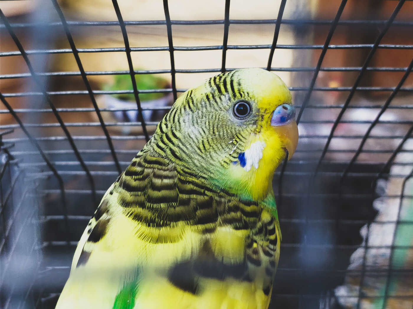 Bird in cage