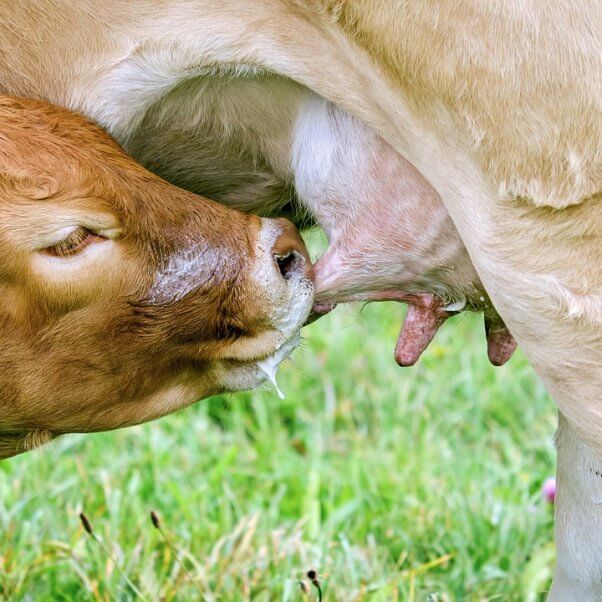 Calf drinking from mom's udders