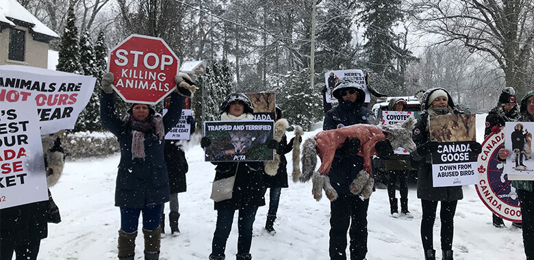 Skinned Coyote Dead Goose Storm Canada Goose Store Peta Skinned Coyote Dead Goose Storm Canada Goose Store Peta