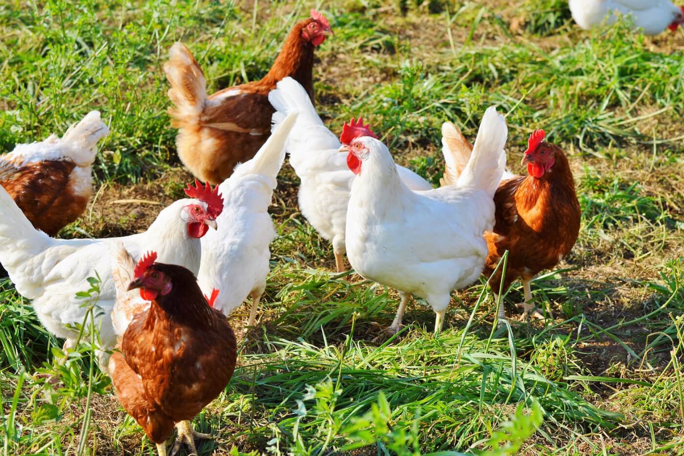 Can Chickens Have Fleas?