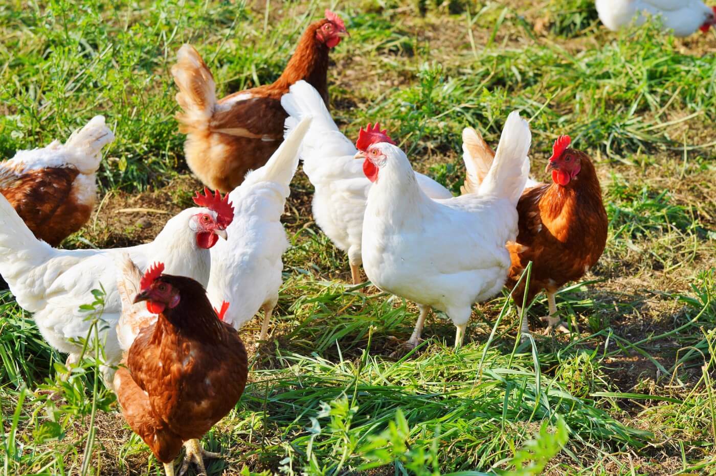 10 Fun Facts About Chickens Animal Facts With Images Animal Facts ...