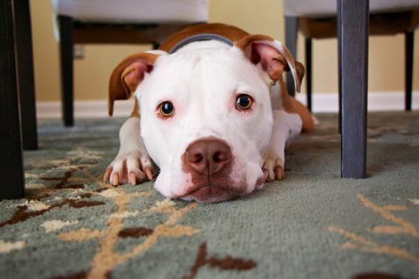 Dog concentrating
