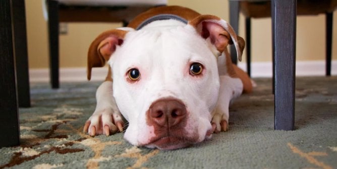 Dog concentrating