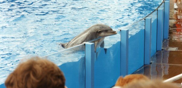 Sad-looking dolphin rests head on edge of enclosure