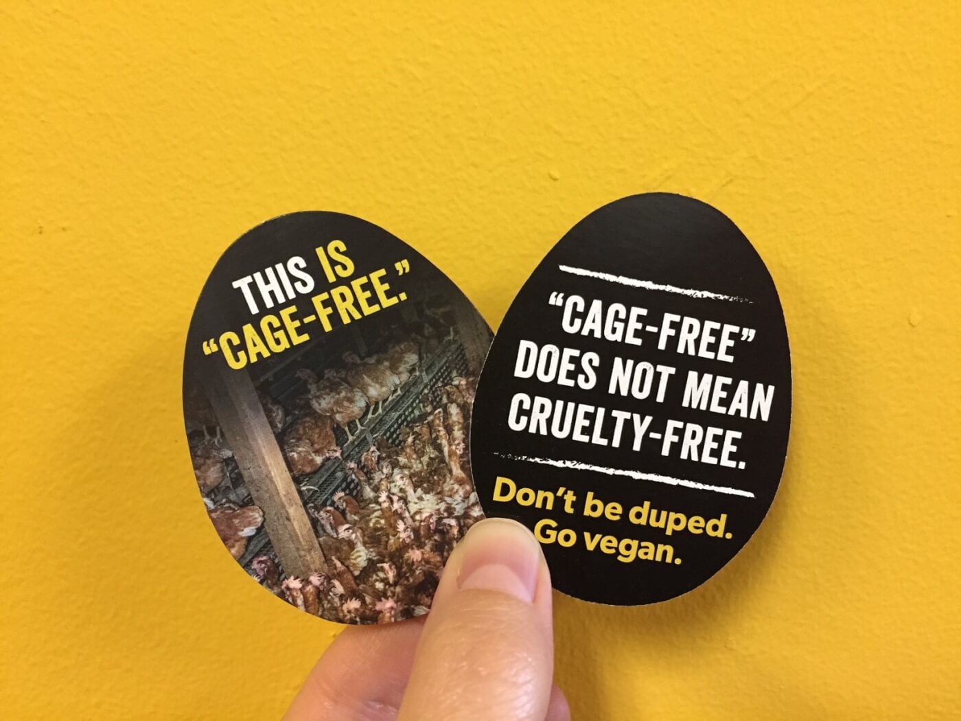 Get Your FREE Egg Carton Enhancer Here | PETA