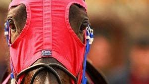A horse's face wearing a red and blue mask. This horse is used for racing.