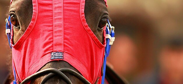 A horse's face wearing a red and blue mask. This horse is used for racing.