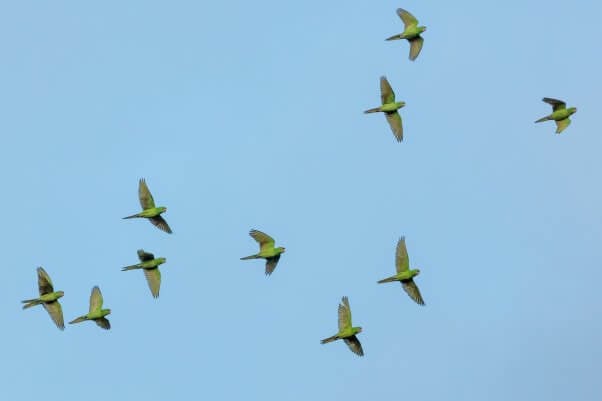 Flock of Birds Flying