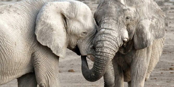 breakthrough garden bros circus quietly drops elephant acts