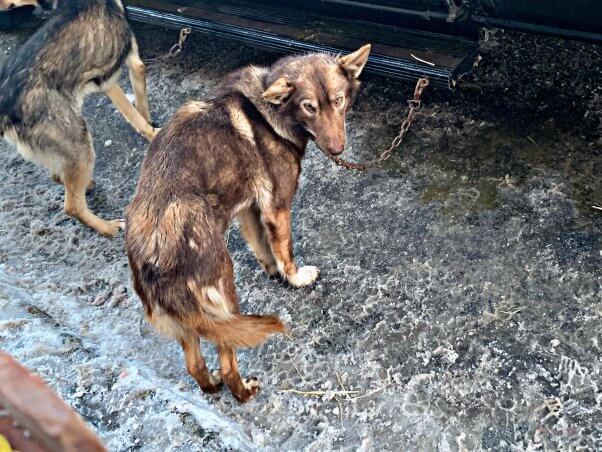 dogs at the start of the 2019 iditarod, chained to a truck