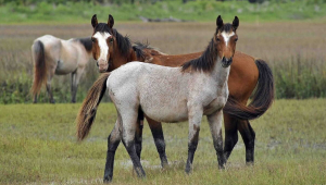 check out these quick ways to help horses