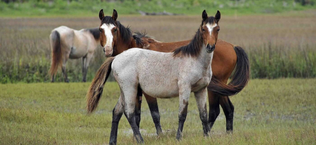 check out these quick ways to help horses