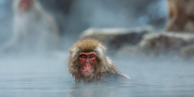 Japanese macaques bathing in a warm spring