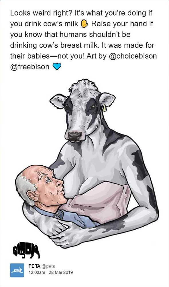 Screenshot of PETA tweet of cow breastfeeding adult man