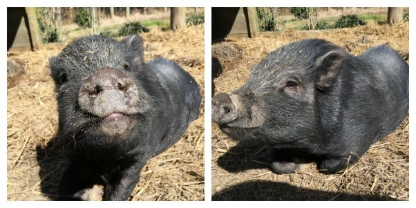 Two cute pot-bellied pigs