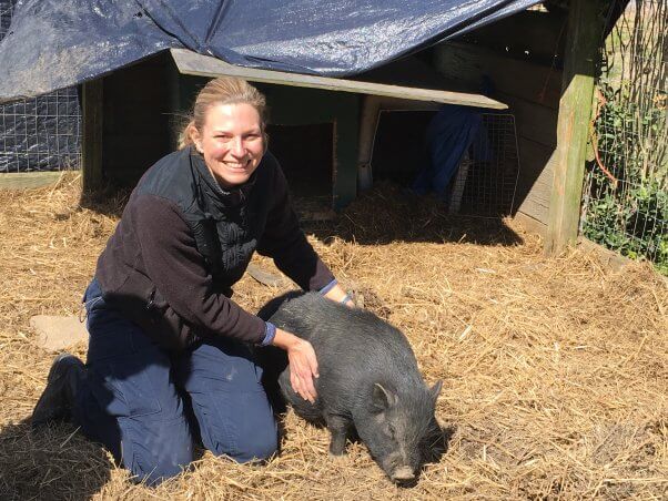 Black pot-bellied pig