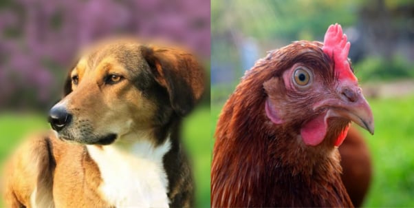 Dog and Chicken Collage
