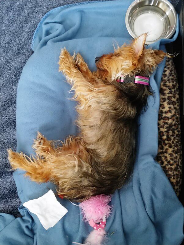 Sweet rescued Yorkie mix sprawled in her new bed